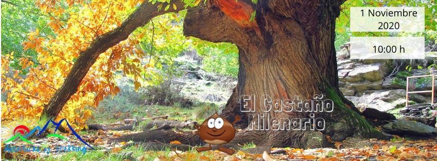 El Castaño Milenario