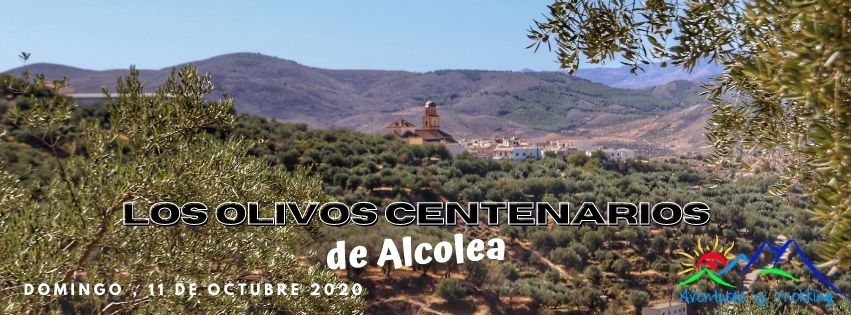 Olivos Centenario Alpujarra