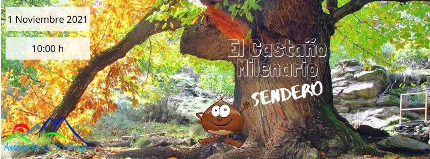 El Castaño Milenario de Laroles